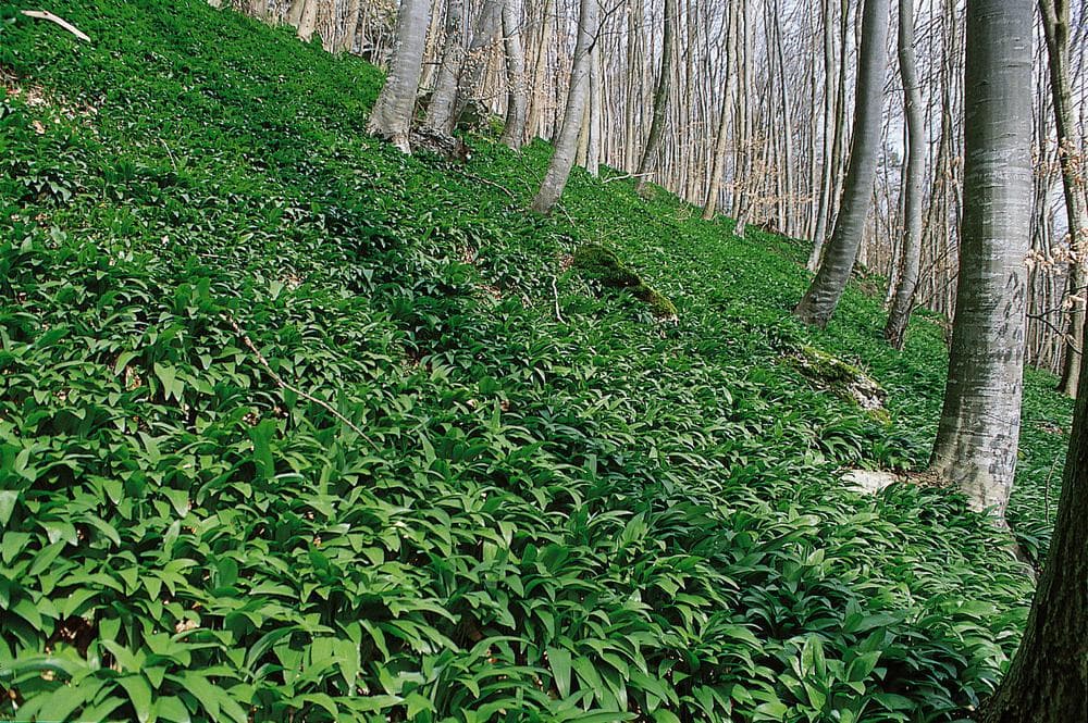 Bärlauch