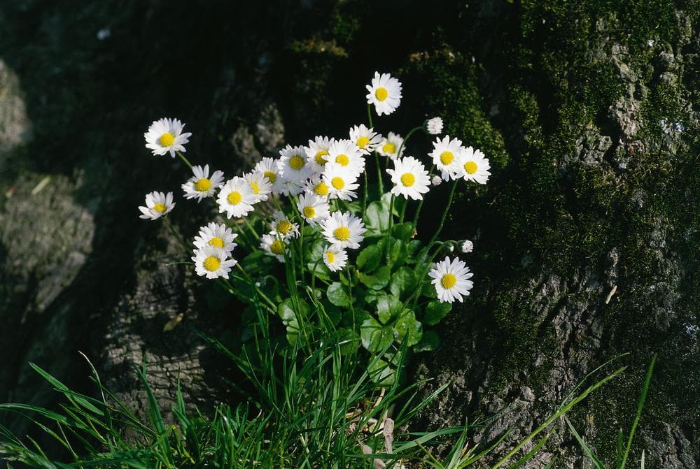 Gänseblümchen