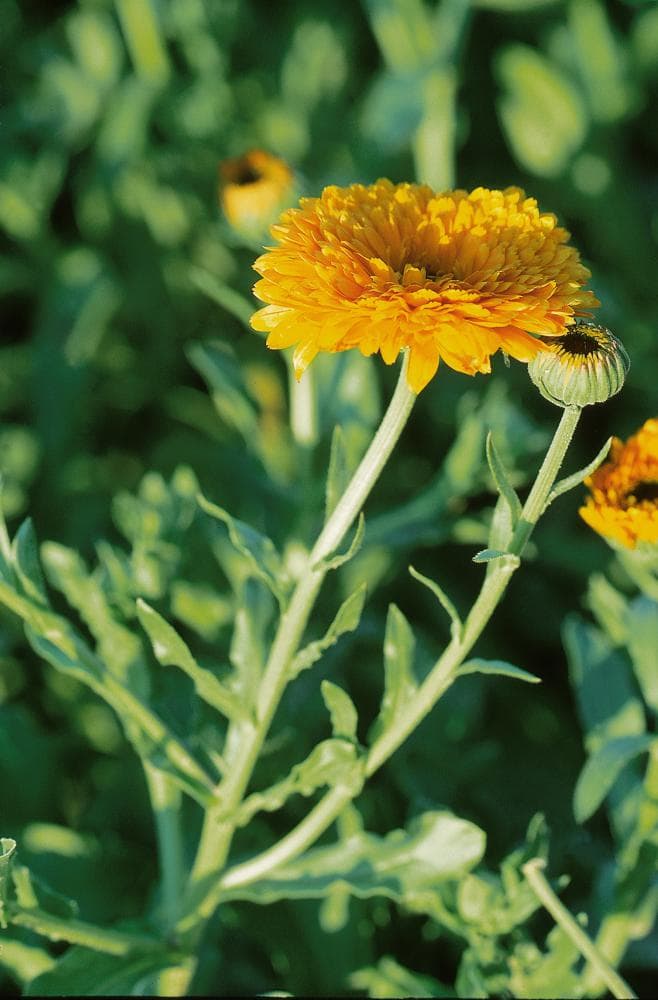Ringelblume