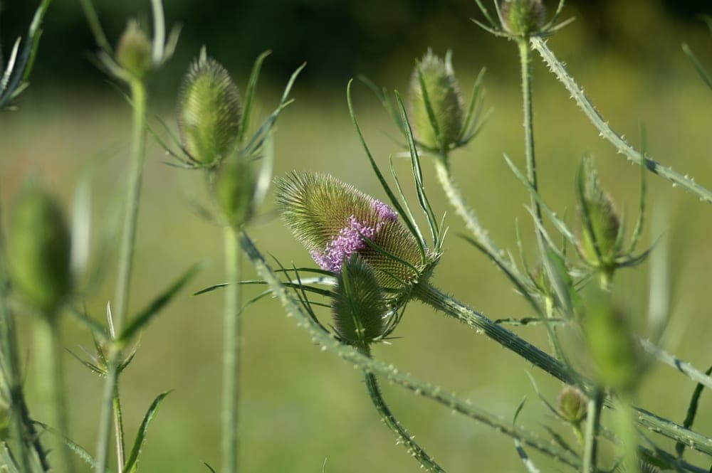 Wilde Karde
