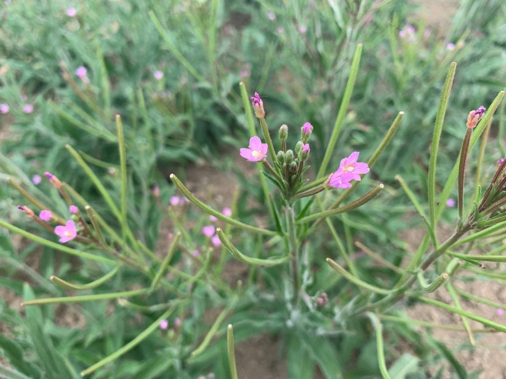 Kleinblütiges Weidenröschen