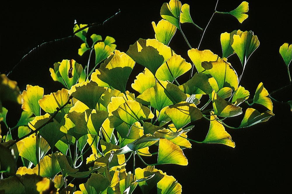 Ginkgo