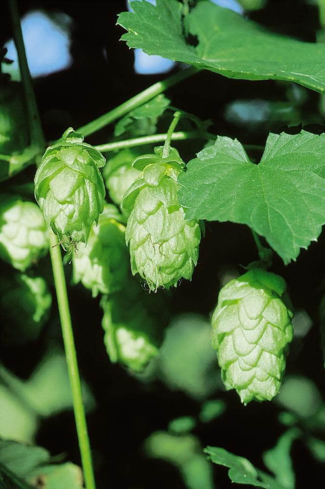 Hopfen