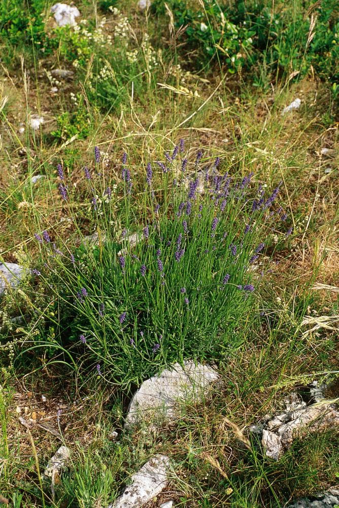 Lavendel