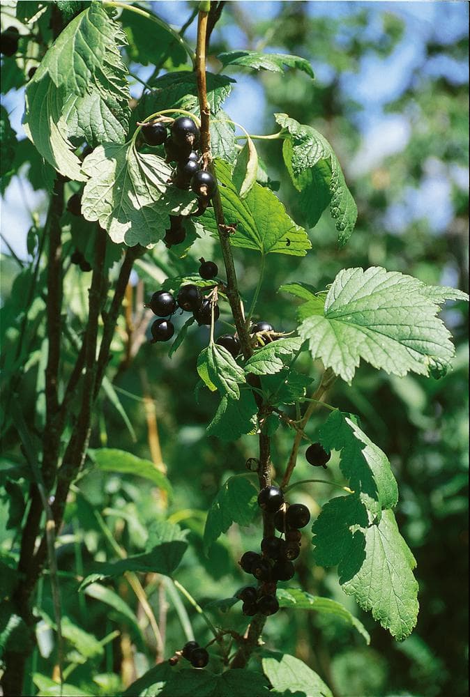 Schwarze Johannisbeere