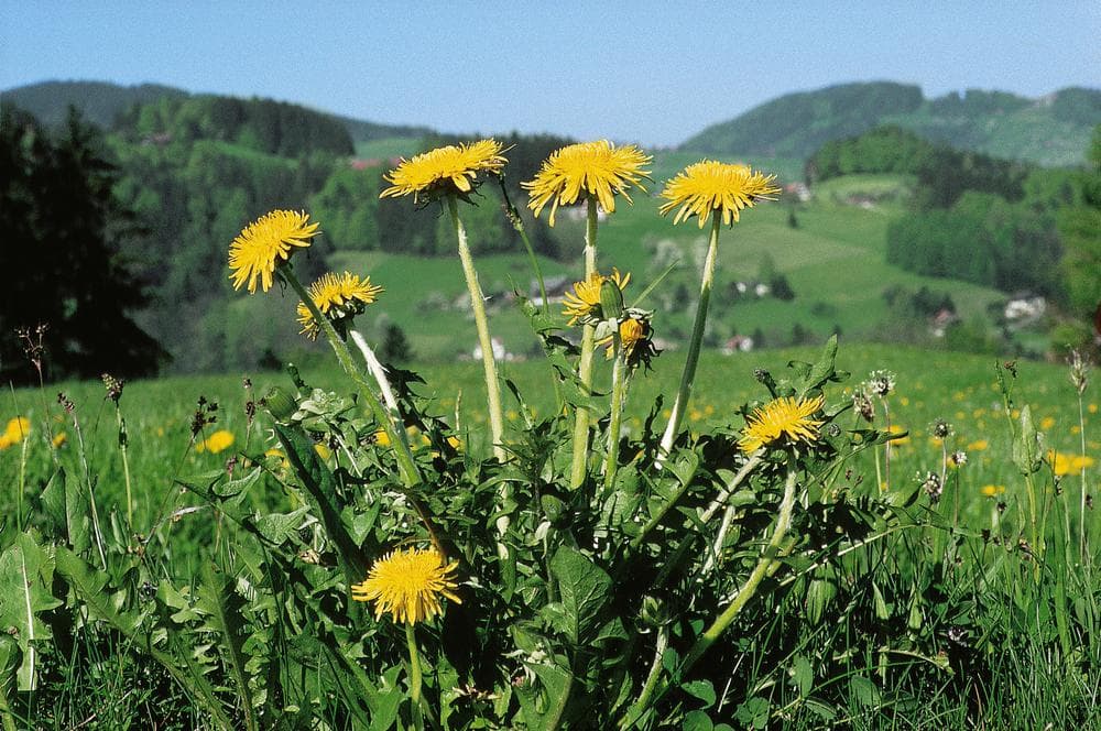 Löwenzahn