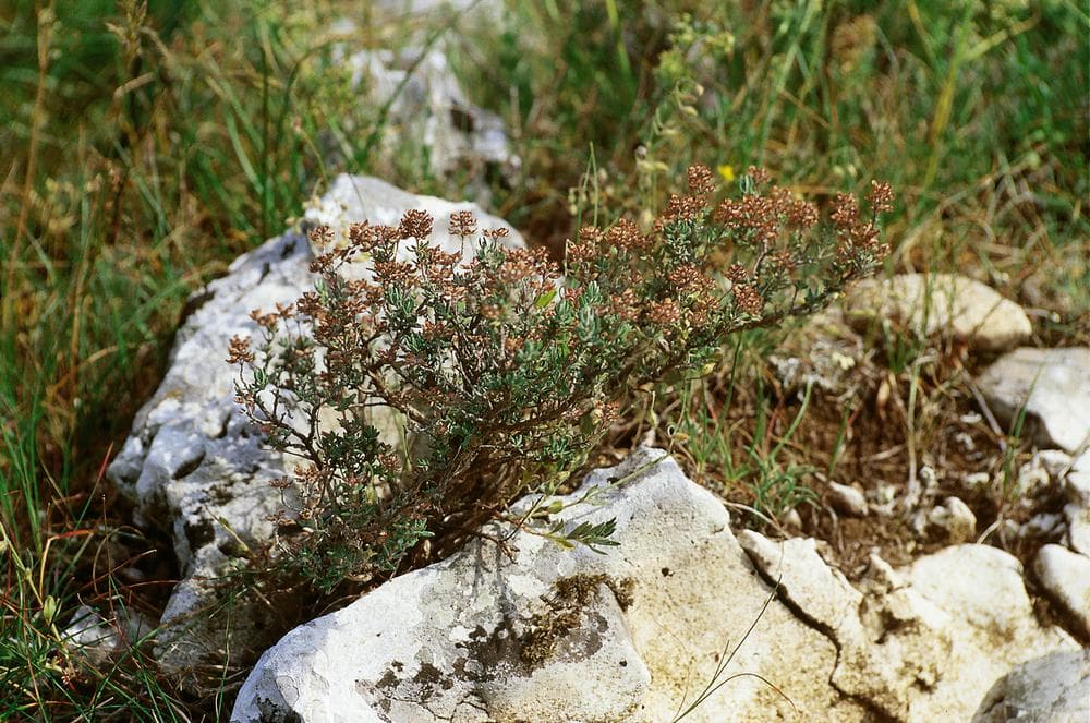 Thymian