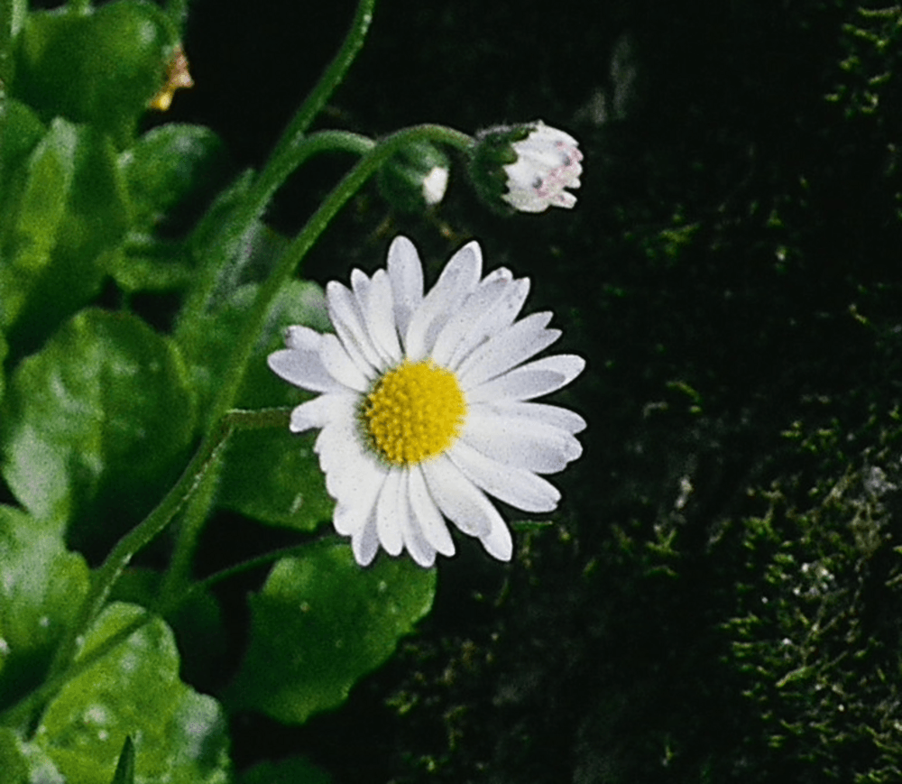 Gänseblümchen