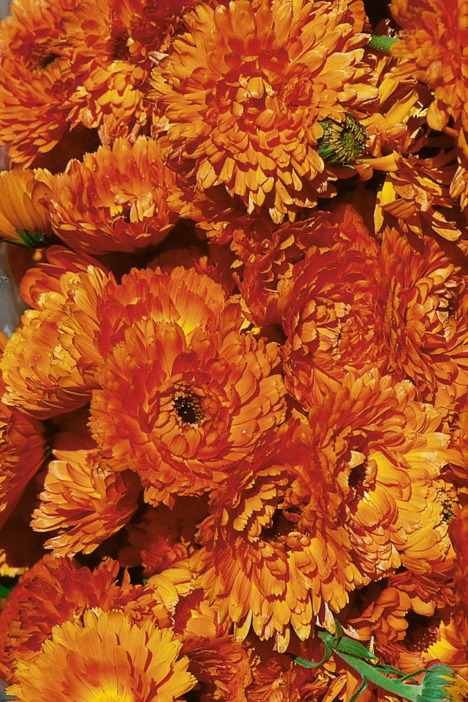 Ringelblume