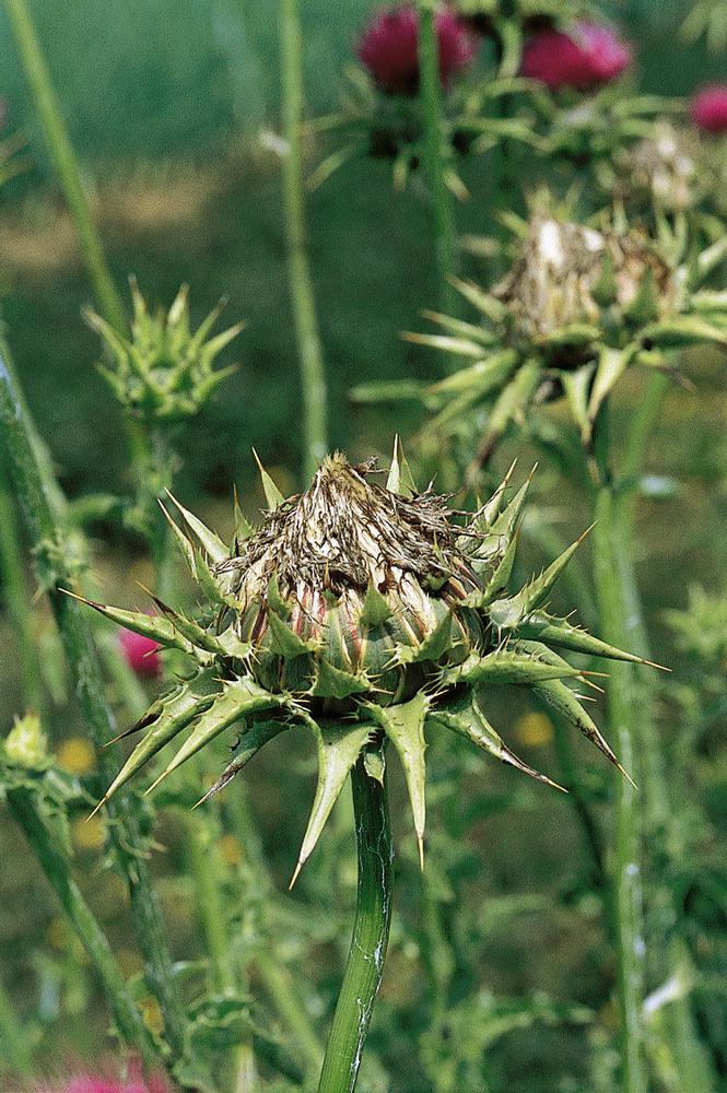 Mariendistel