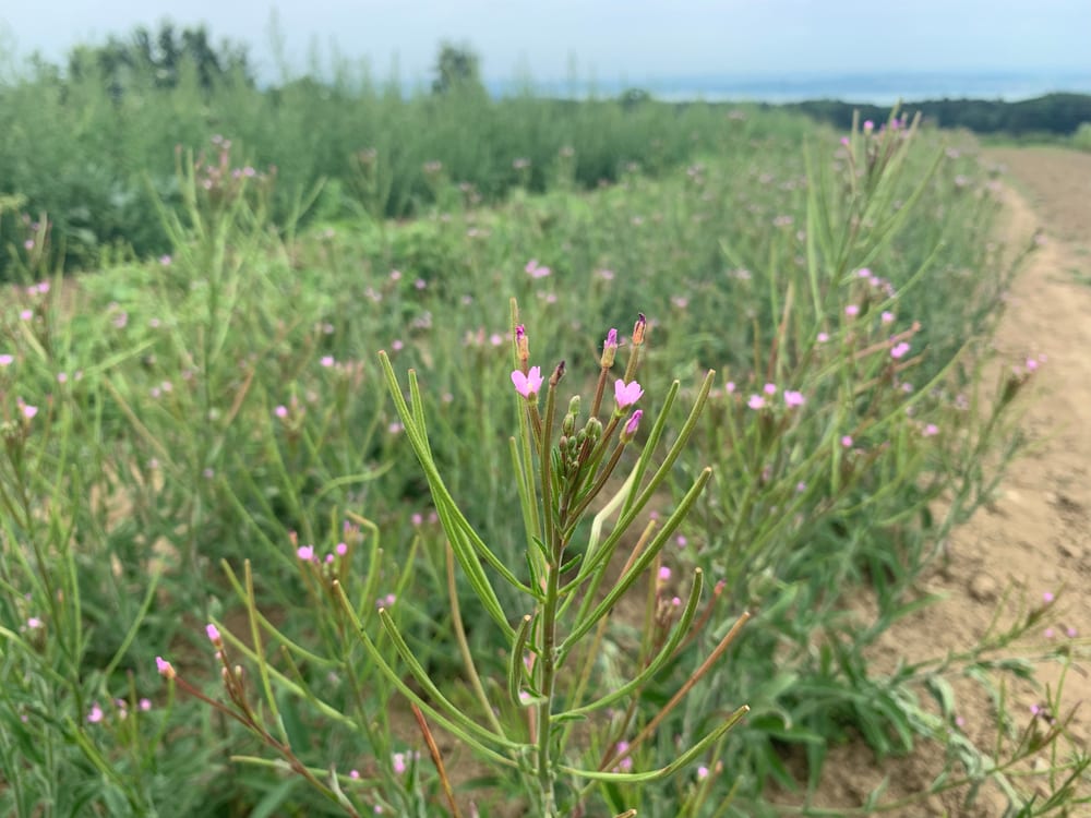 Kleinblütiges Weidenröschen