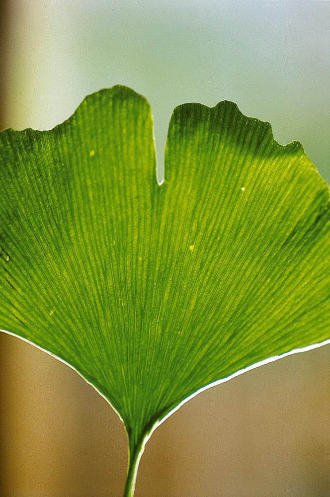 Ginkgo