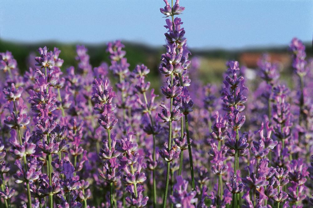 Lavendel