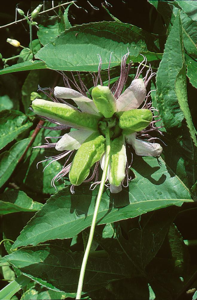 Passionsblume
