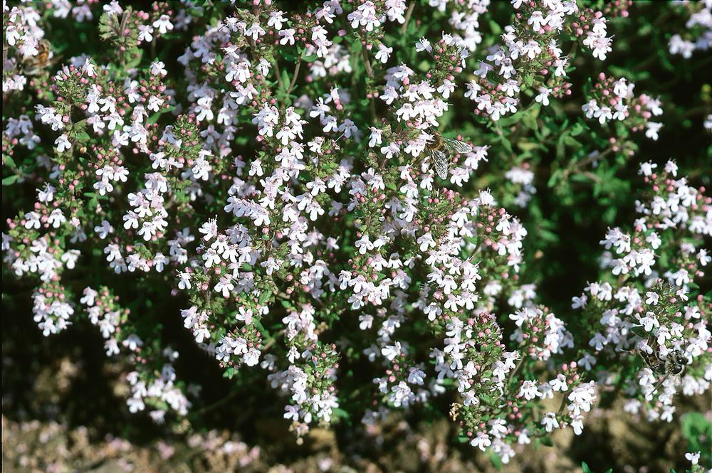 Thymian