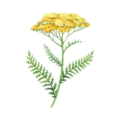 Logo - Pflanzliche Urtinkturen